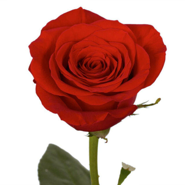 Бывший парень подарил красную розу