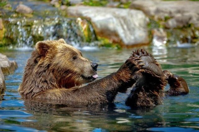 Плавать в реке с медвежонком