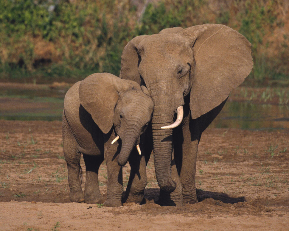 Слон и Коза
