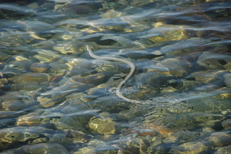 Большая змея в прозрачной воде кусает за ногу, проплыва