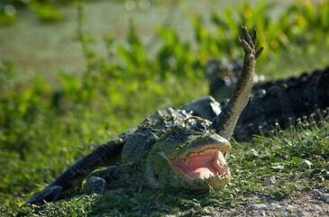 Крокодил наркотик википедия даркнет инстаграм