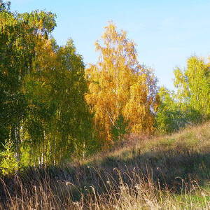 Осень средней полосы россии фото