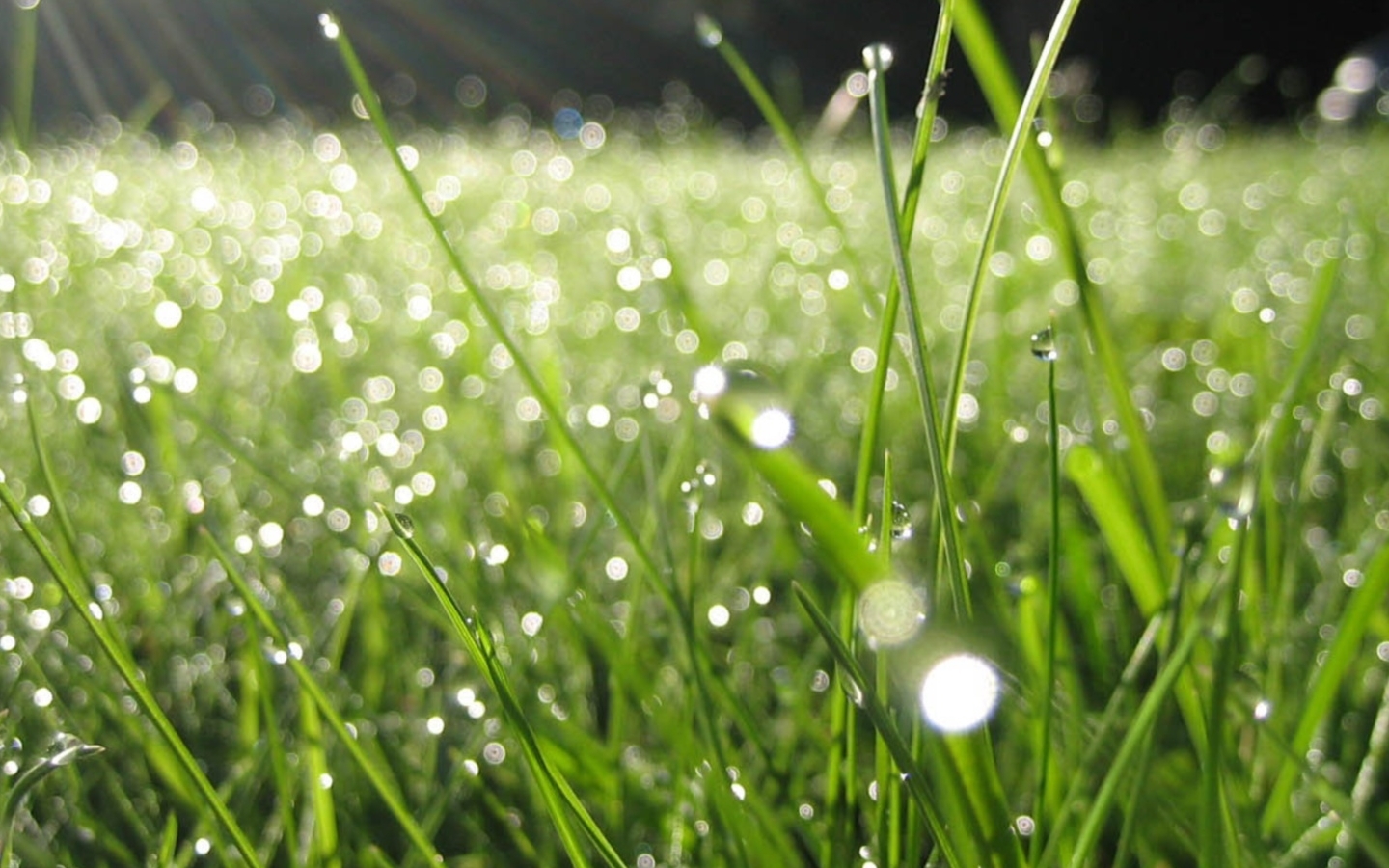Имя утренняя роса. Роса на траве. Свежесть утра. Дождь и солнце. Утренняя роса.