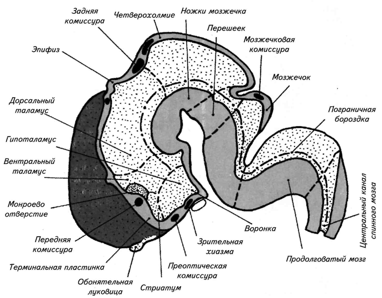 Эмбриогенез мозга человека. Схема строения эпифиза. Эмбриогенез эпифиза. Гипоталамус гипофиз эпифиз схема. Эпифиз строение анатомия.