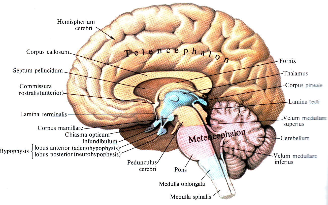 Латинское название мозга. Медиальная поверхность головного мозга. Головной мозг строение анатомия медиальная поверхность. Медиальная поверхность головного мозга схема. Медиальная поверхность отделы мозга головного мозга.