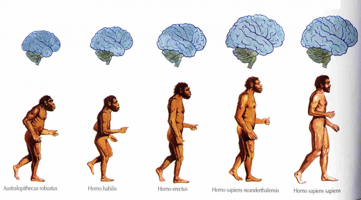Древний этап формирования. Хомо сапиенс Эволюция. Человек разумный homo sapiens. Этапы эволюции хомо сапиенс. Хомо сапиенс Эректус Эволюция.