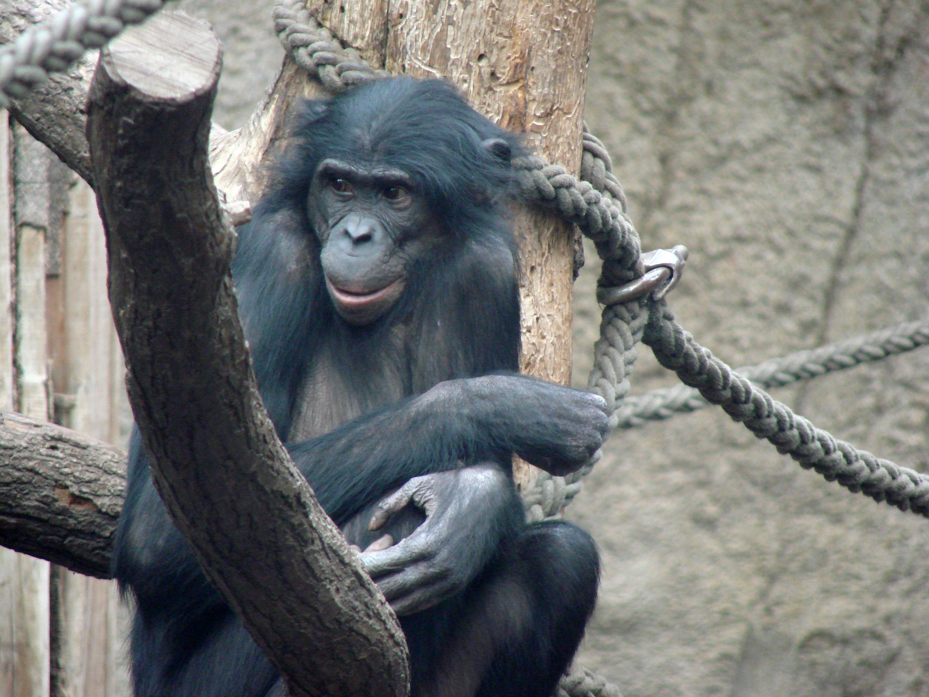 Карликовый шимпанзе 6. Шимпанзе бонобо. Бонобо хиппи. Домашние шимпанзе. Геном шимпанзе.