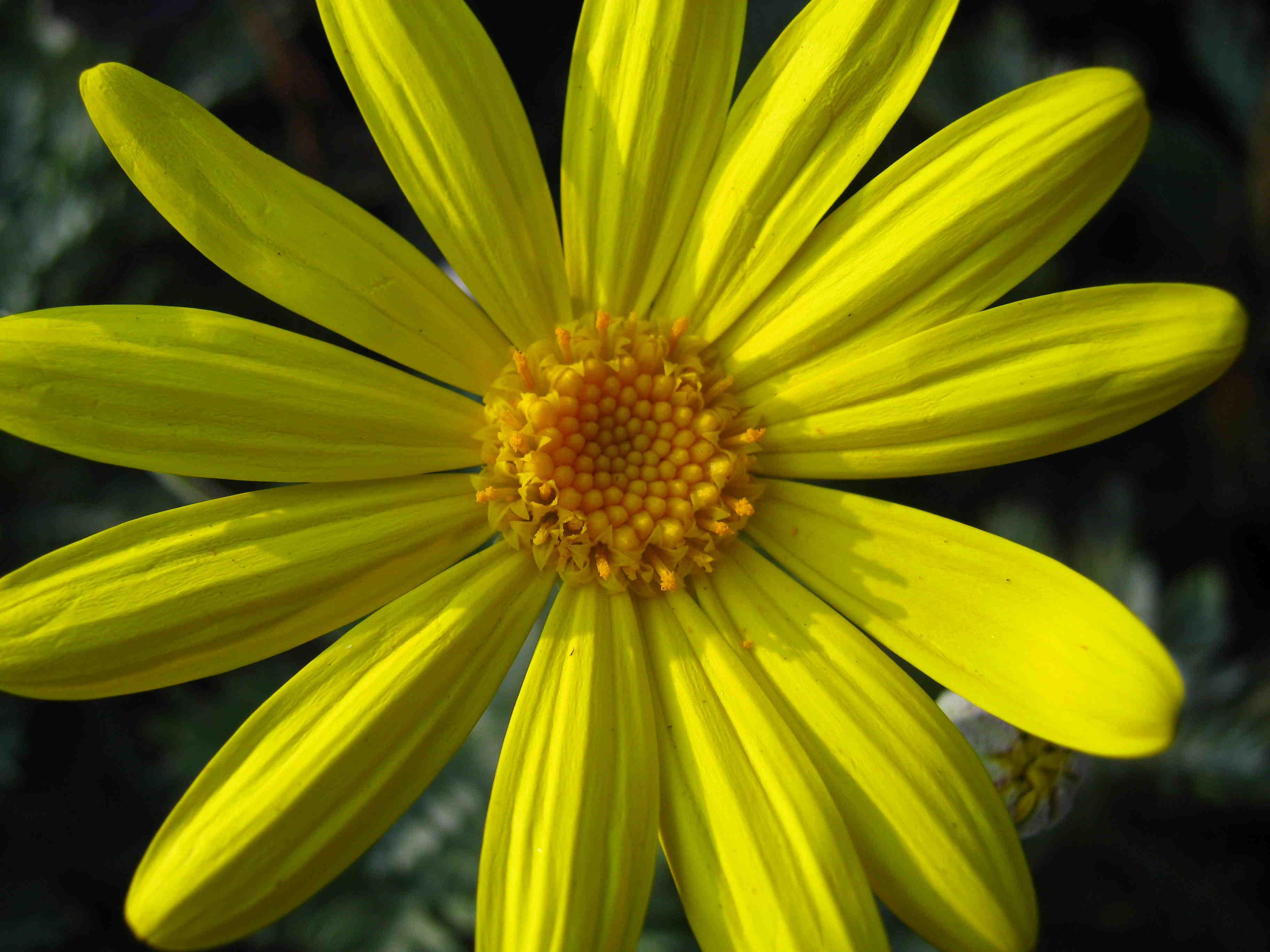 Сложноцветные желтые. Эуриопс. Эуриопс акрейский. Эуриопс Euryops Sonnenschein. Euryops pectinatus.