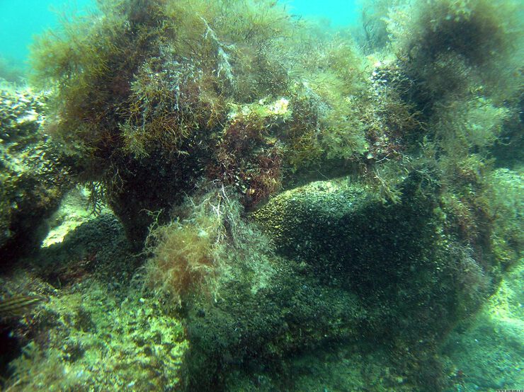 Съедобные морские водоросли названия и фото