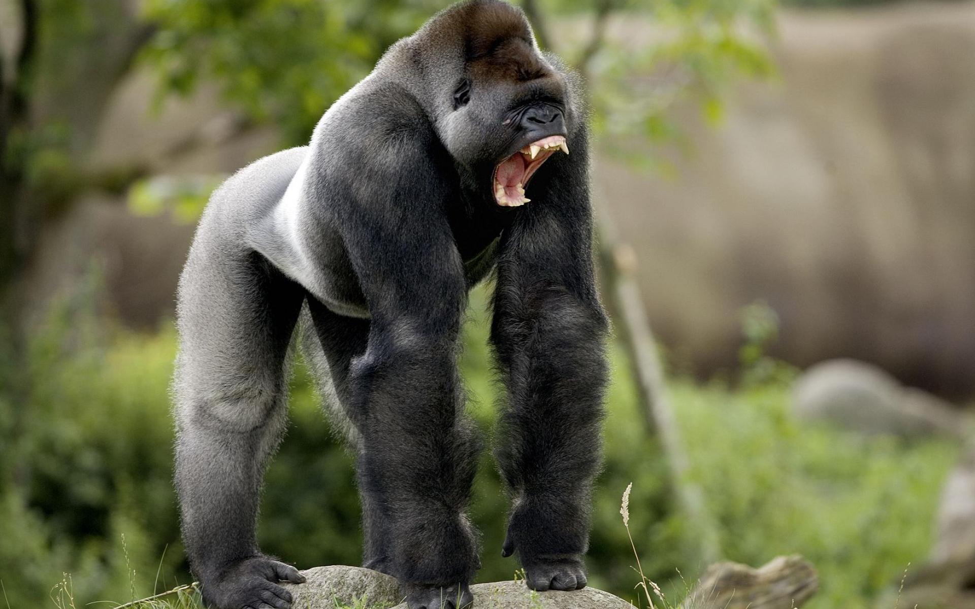 Самое сильное животное. Горилла бокито. Обезьяна горилла. Гигантская горилла. Горилла, самец.