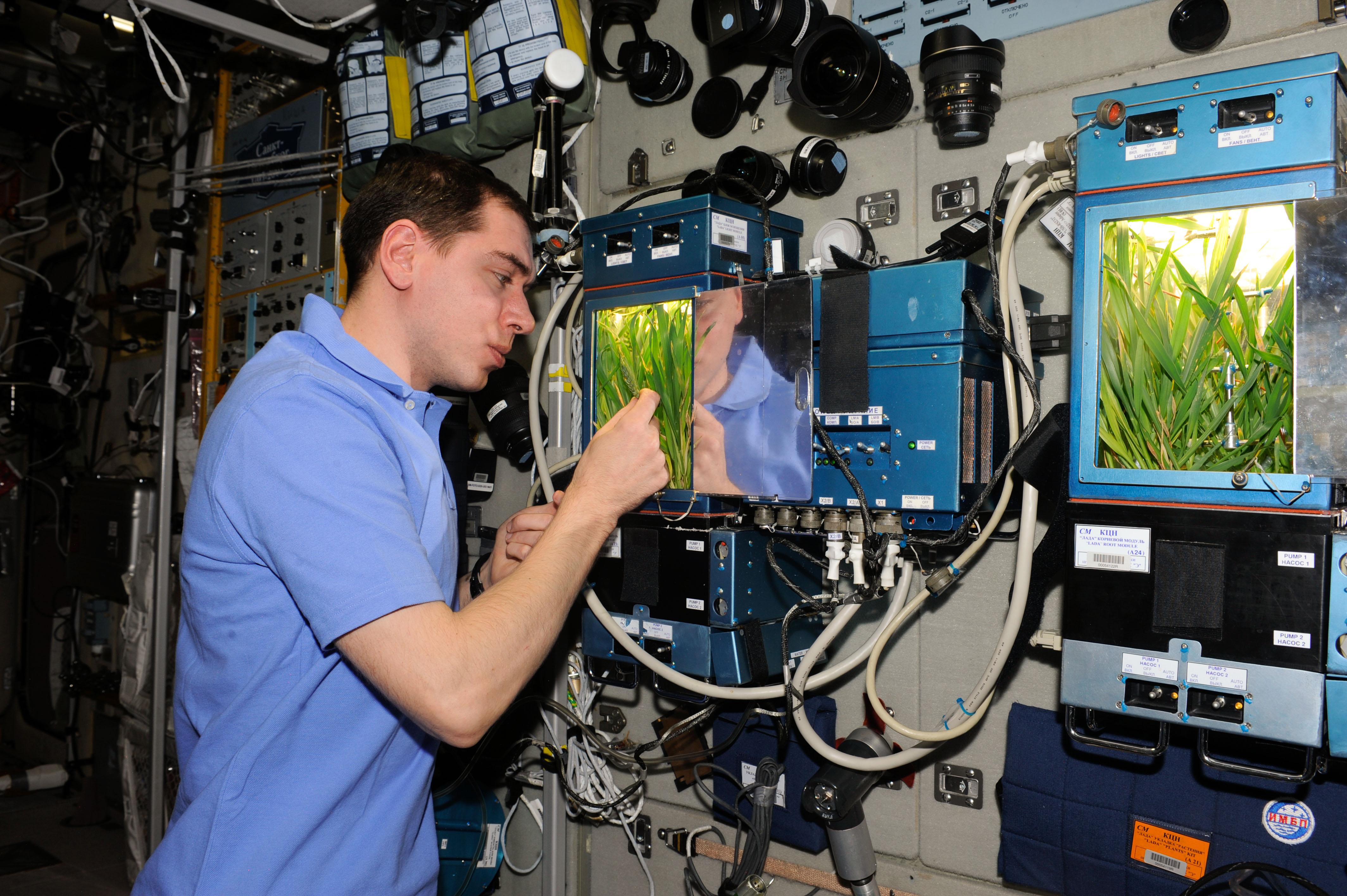 Первый овощ выращенный в космосе. Оранжерея на МКС 2021. Опыты с растениями на МКС (Международная Космическая станция).