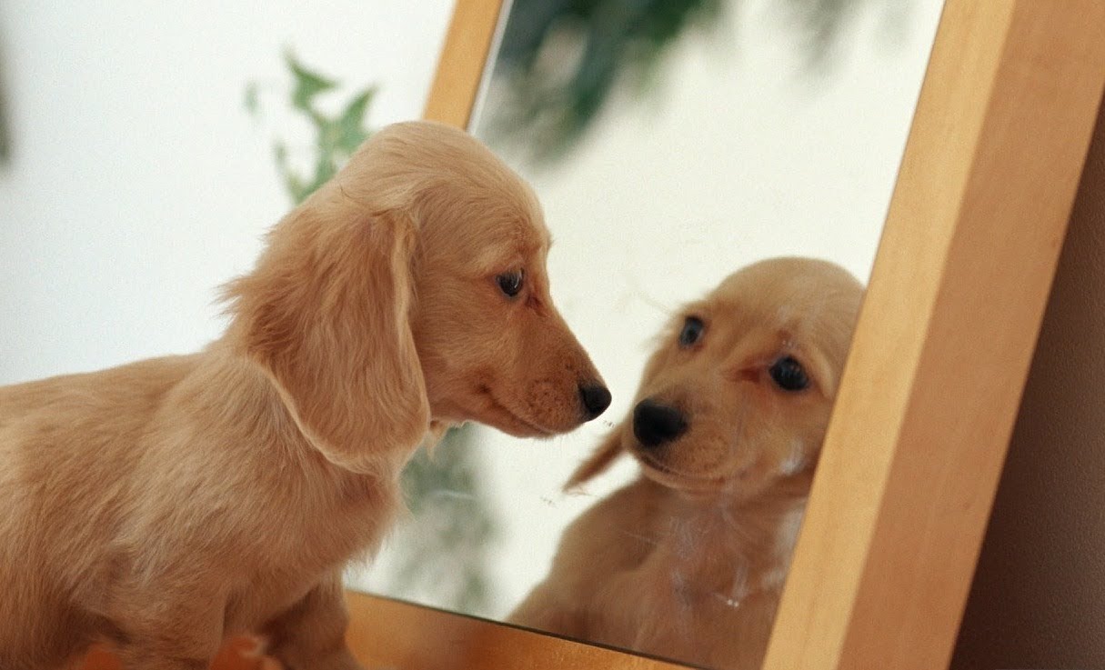 Собака в зеркале