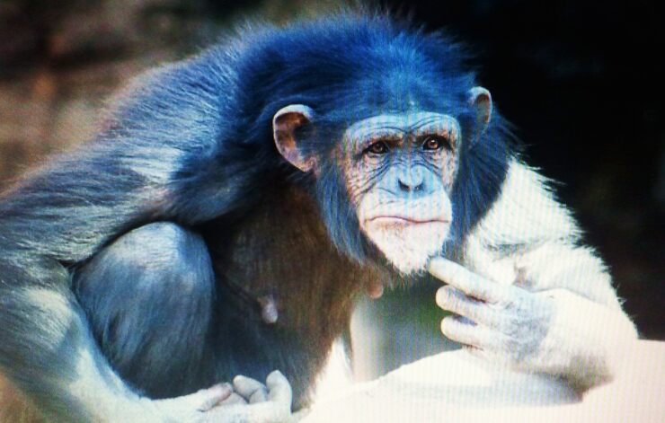 Бесцельность развития природы и общества