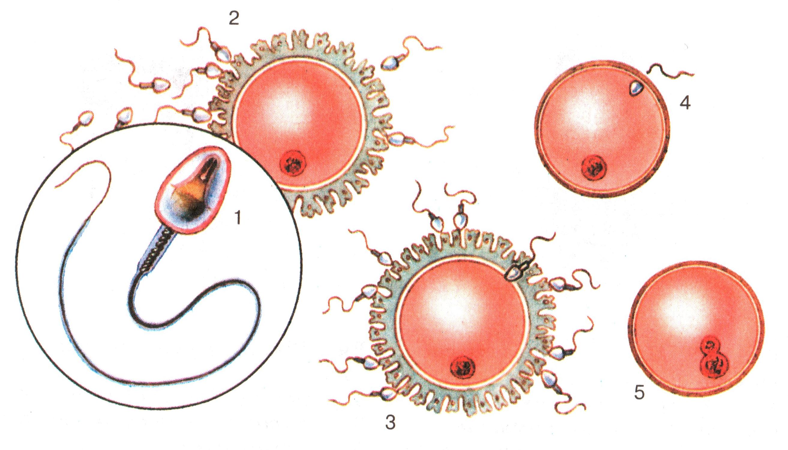 Мужские гаметы образуют. Оплодотворение слияние половых клеток. Процесс оплодотворения яйцеклетки схема. Оплодотворение яйцеклетки биология. Оплодотворение яйцеклетки сперматозоидом схема.