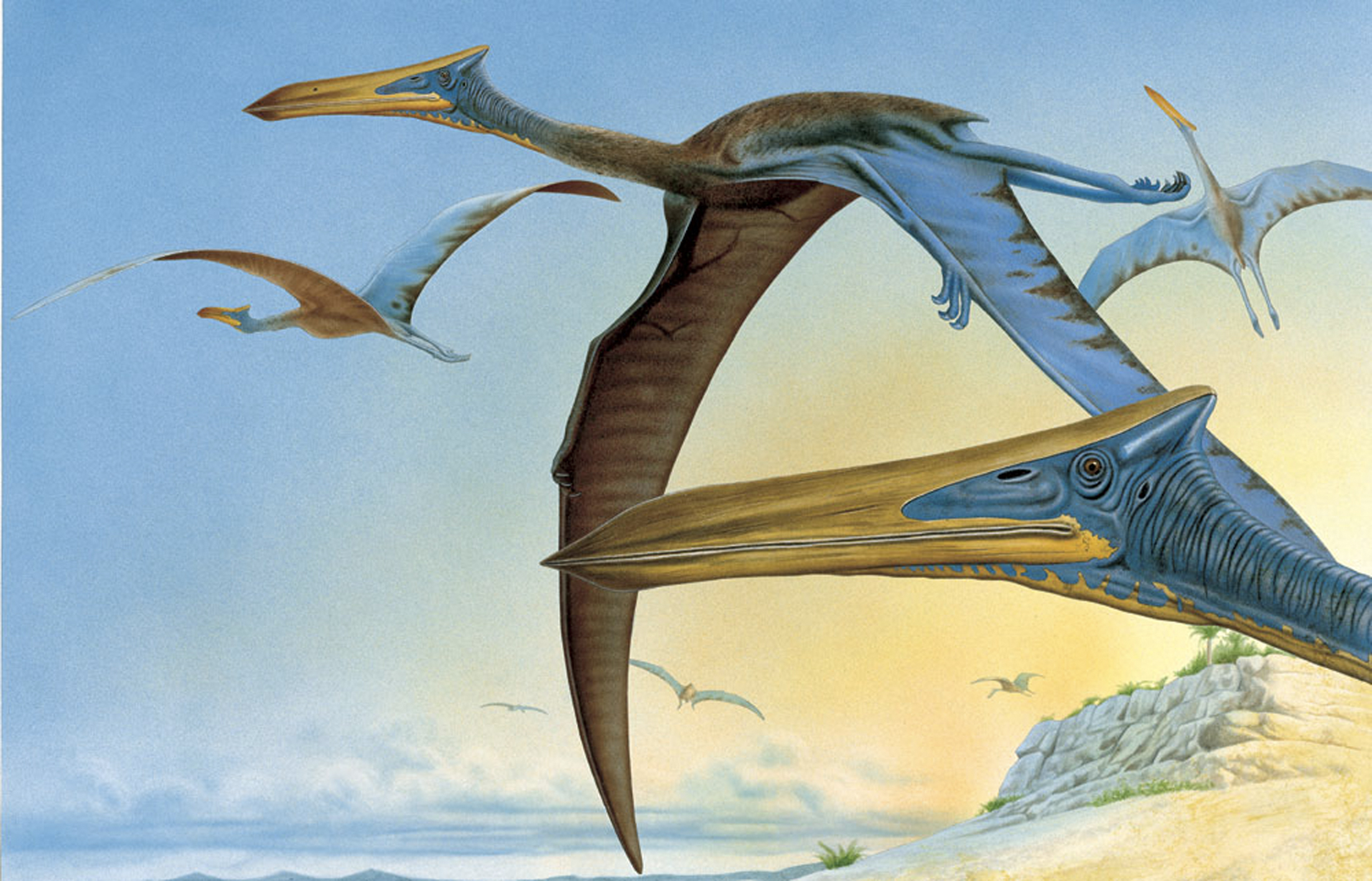 Птиродактель. Кетцалькоатль Птерозавр. Птеранодон и Кетцалькоатль. Кетцалькоатль птеродактиль. Кетцалькоатль Птерозавр размах крыльев.