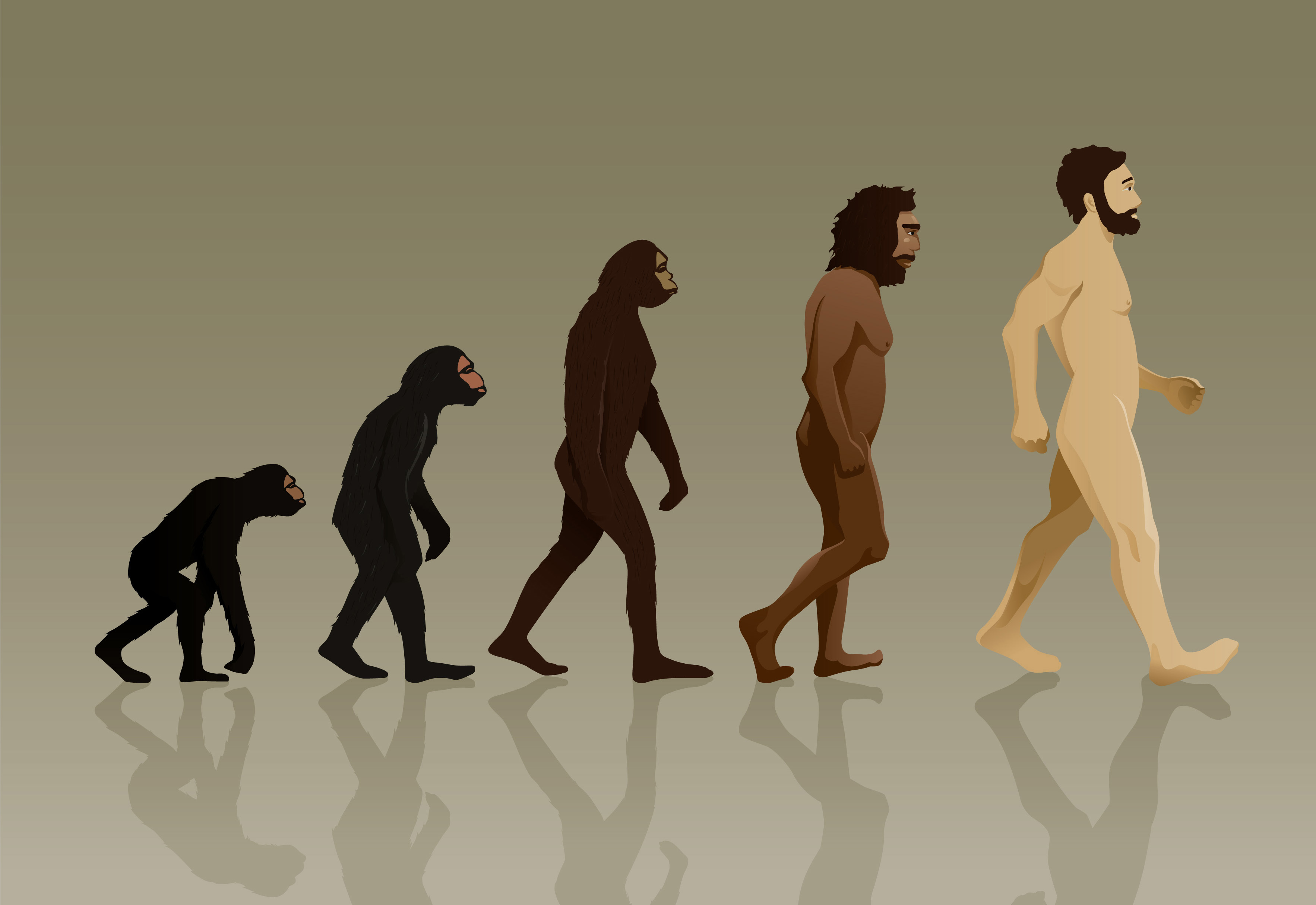 Урок становление человека. Эволюция Дарвин хомо. Ступени эволюции человека по Дарвину. Хомо сапиенс обезьяна. Эволюция обезьяны в человека.