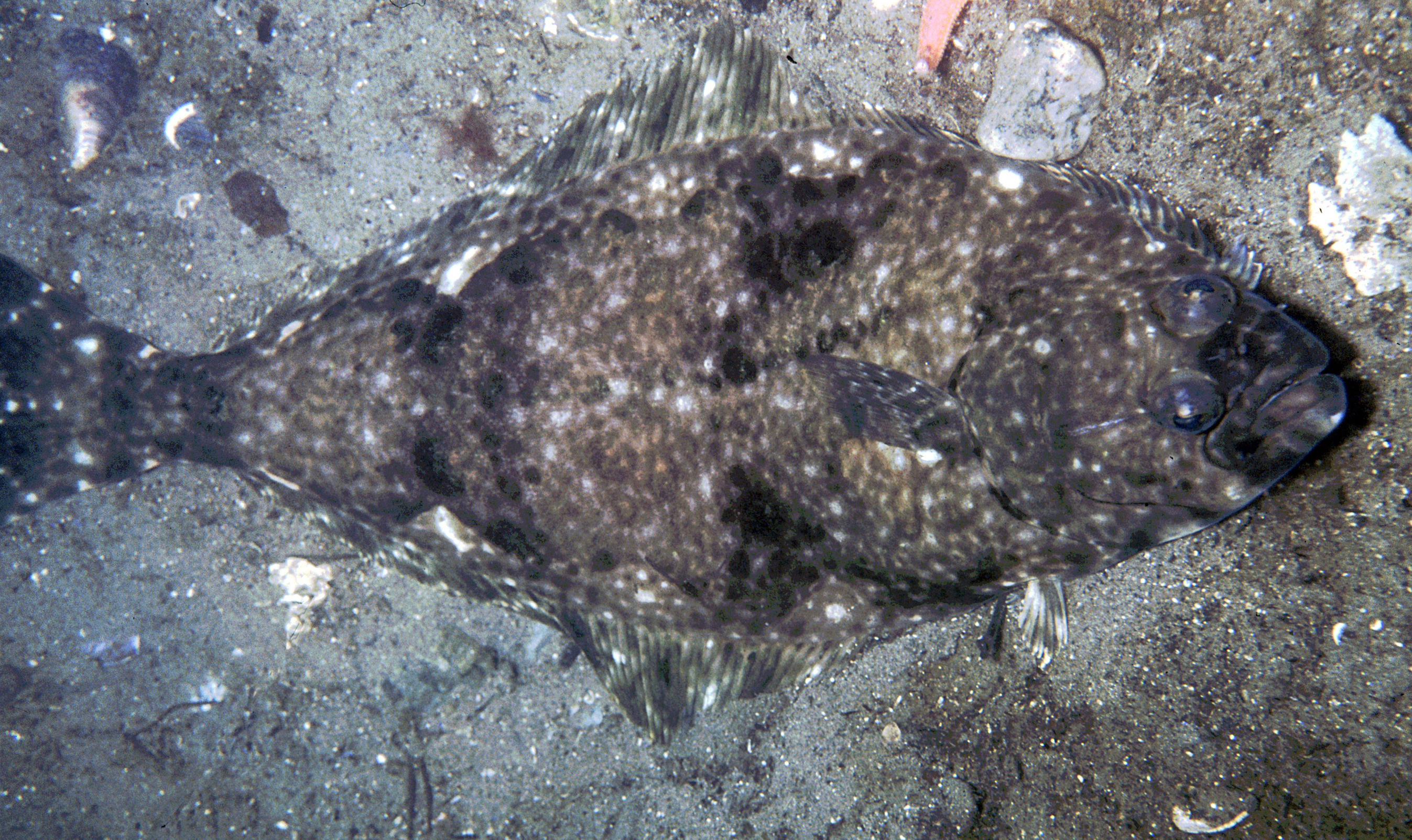 Как выглядит рыба палтус фото с головой живая рыба
