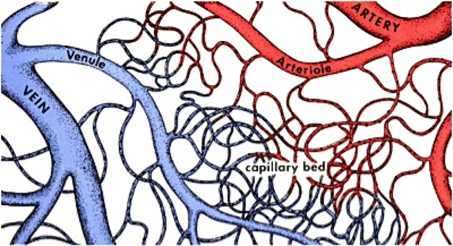 Капиляр. Капиллярная система человека схема. Сосуды и капилляры человека.