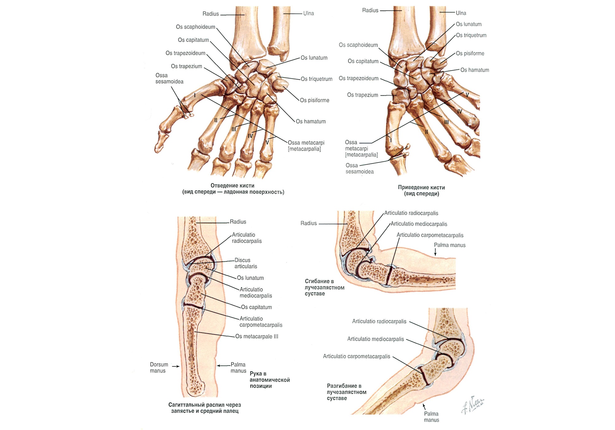 Названия суставов человека. Кости кисти лучезапястный сустав анатомия. Кости лучезапястного сустава анатомия левой руки. Анатомия костей лучезапястного сустава. Связки лучезапястного сустава анатомия.