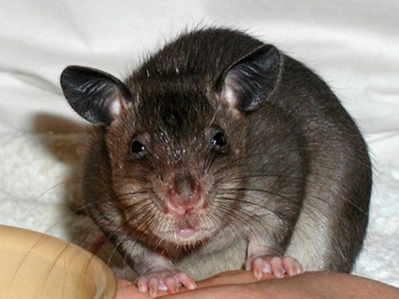 Cricetomys gambianus. Гамбийские хомяковые крысы. Гигантская сумчатая крыса. Гигантская хомяковая крыса. Гамбийская крыса (Cricetomys gambianus.
