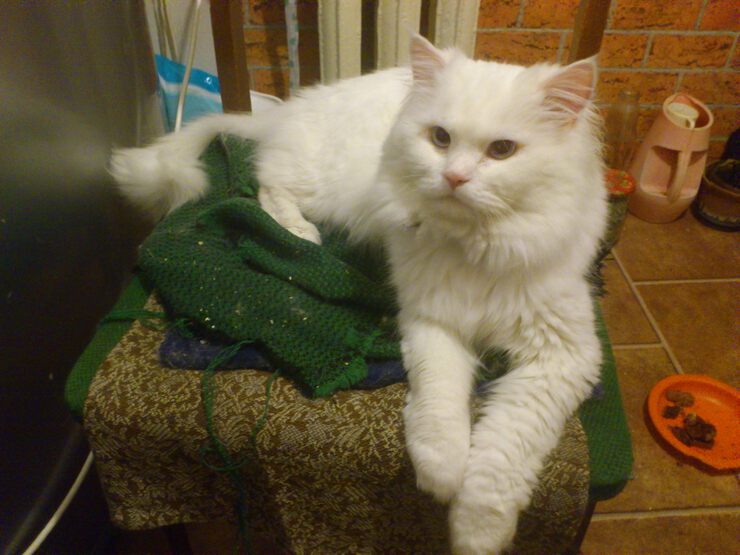 Сибирская белая кошка