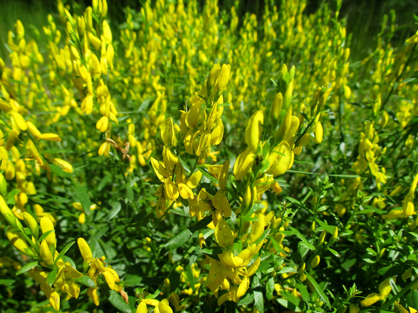 Гениста. Дрок красильный. Дрок красильный (Genista tinctoria). Дрок лидийский. Дрок кустарник.