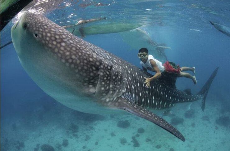 Доисторические киты и акулы - Дом Солнца