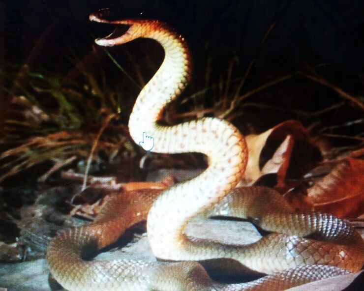 Человек - ошибка природы?