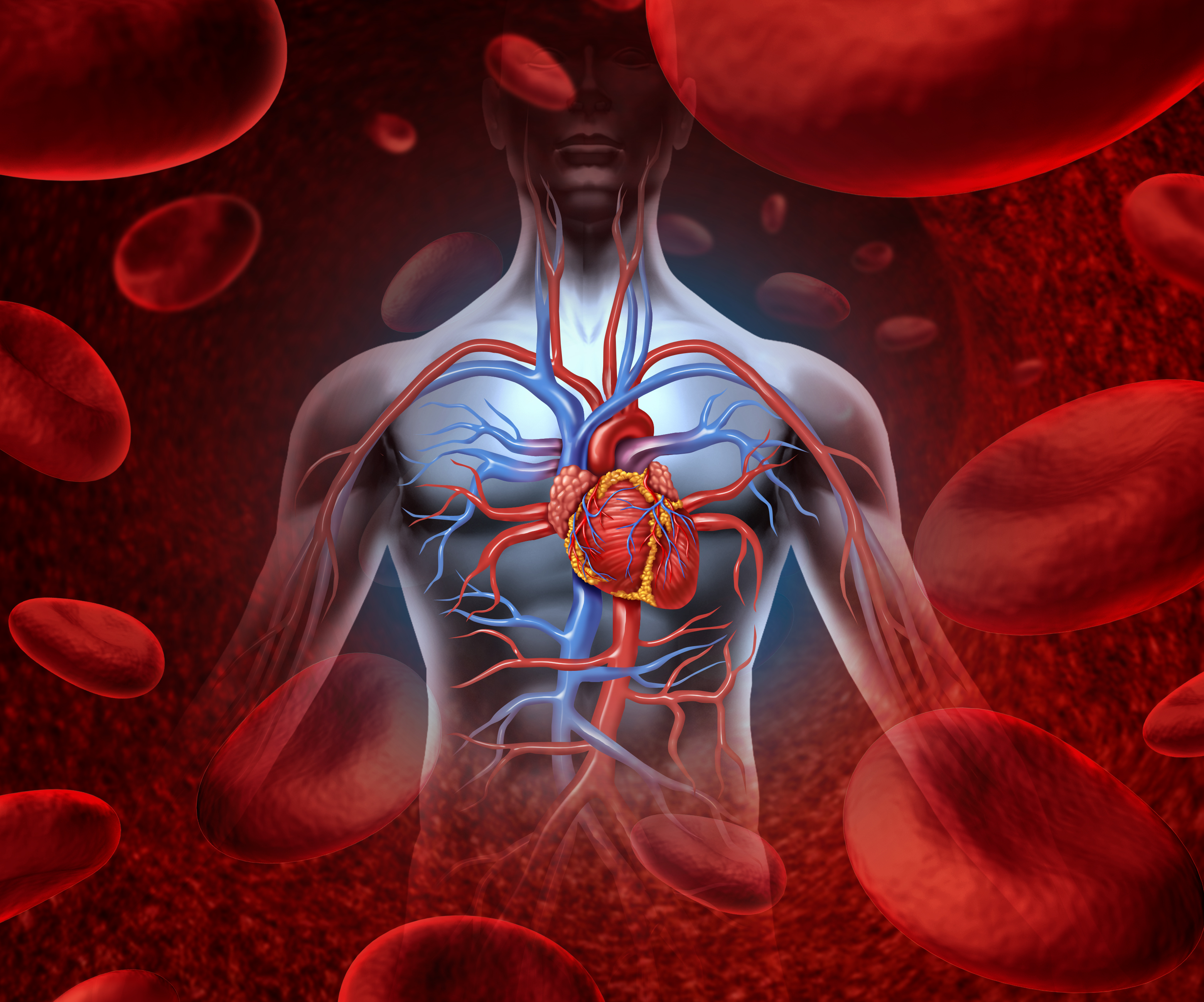 Улучшится кровообращение. Физиология сердечно-сосудистой системы. Сосуды сердца. Сердечно сосудистая система. Анатомия и физиология сердечно-сосудистой системы.