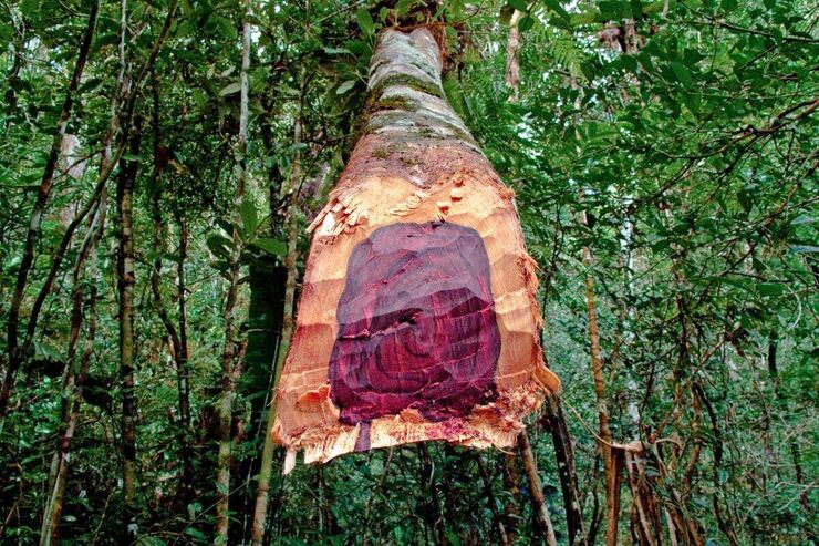 Божественный кинам