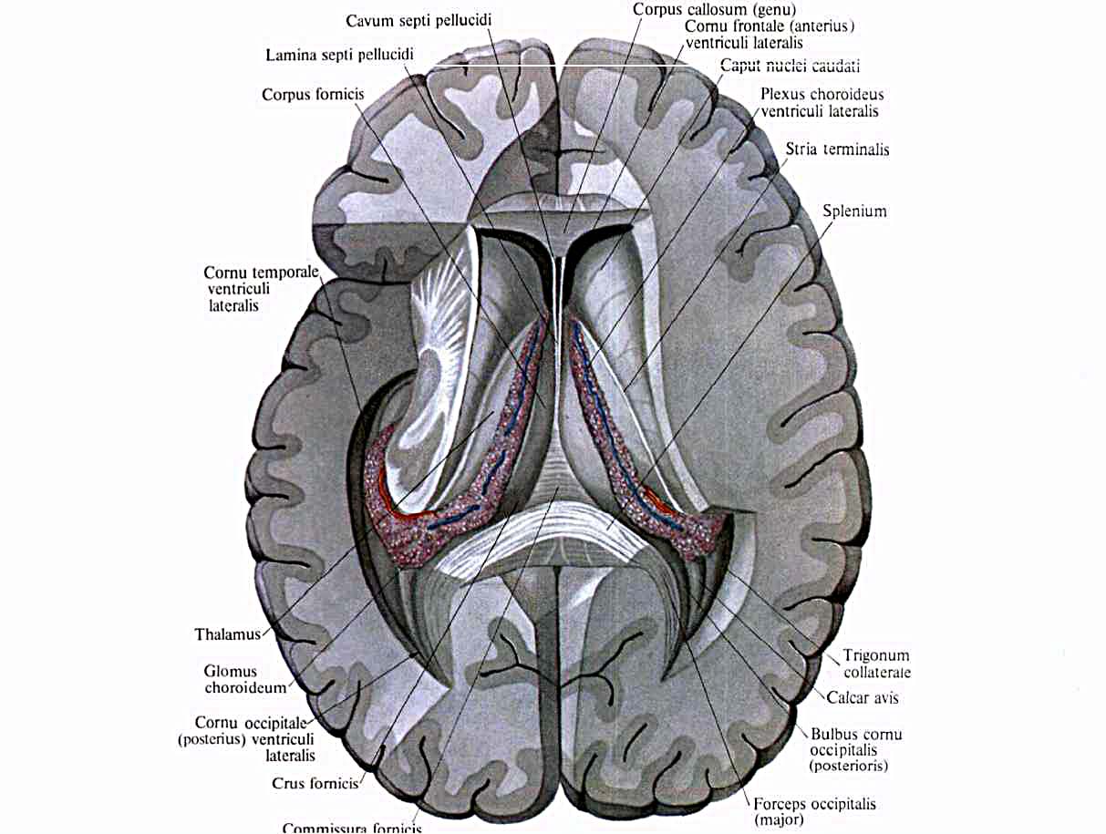 Правый желудочек головного. Боковые желудочки головного мозга анатомия. Стенки боковых желудочков головного мозга анатомия. Гиппокамп Синельников. Синельников атлас анатомии.