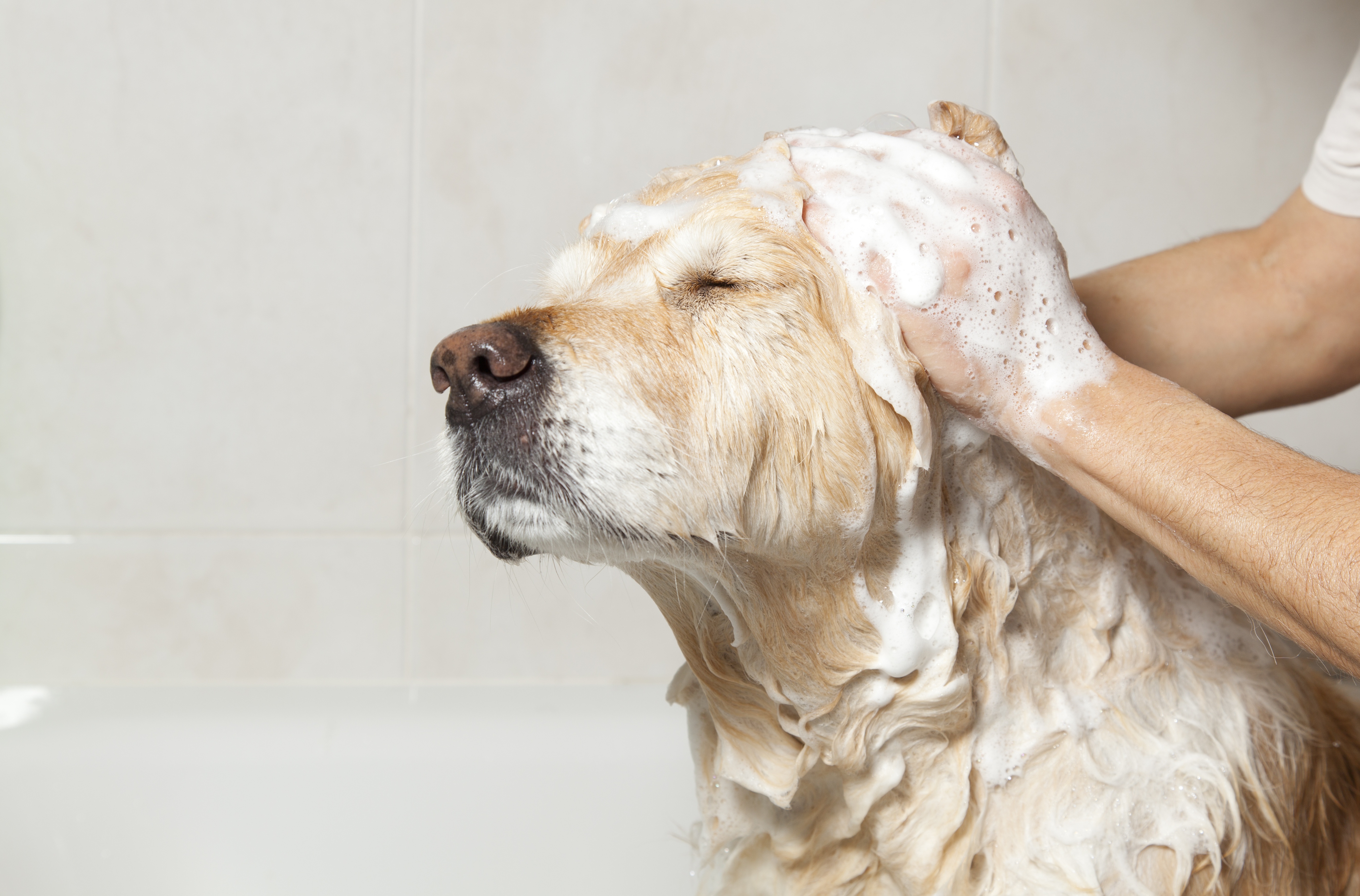 Почему собака пахнет псиной. Мытье собаки. Гигиена собак. Собаку моют. Собака моется.