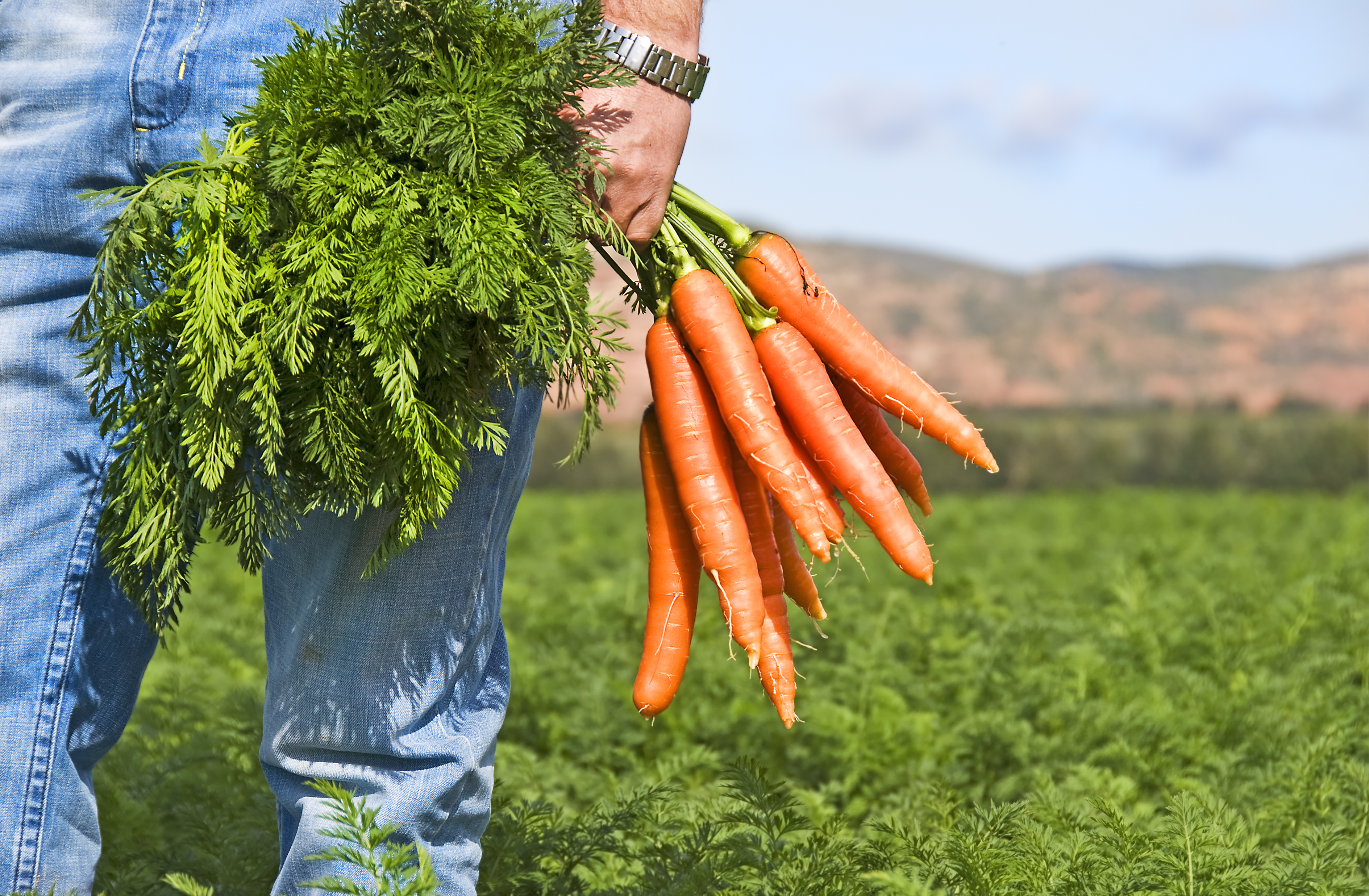 Как вырастить хороший урожай моркови. Морковь с ботвой. Хороший урожай.