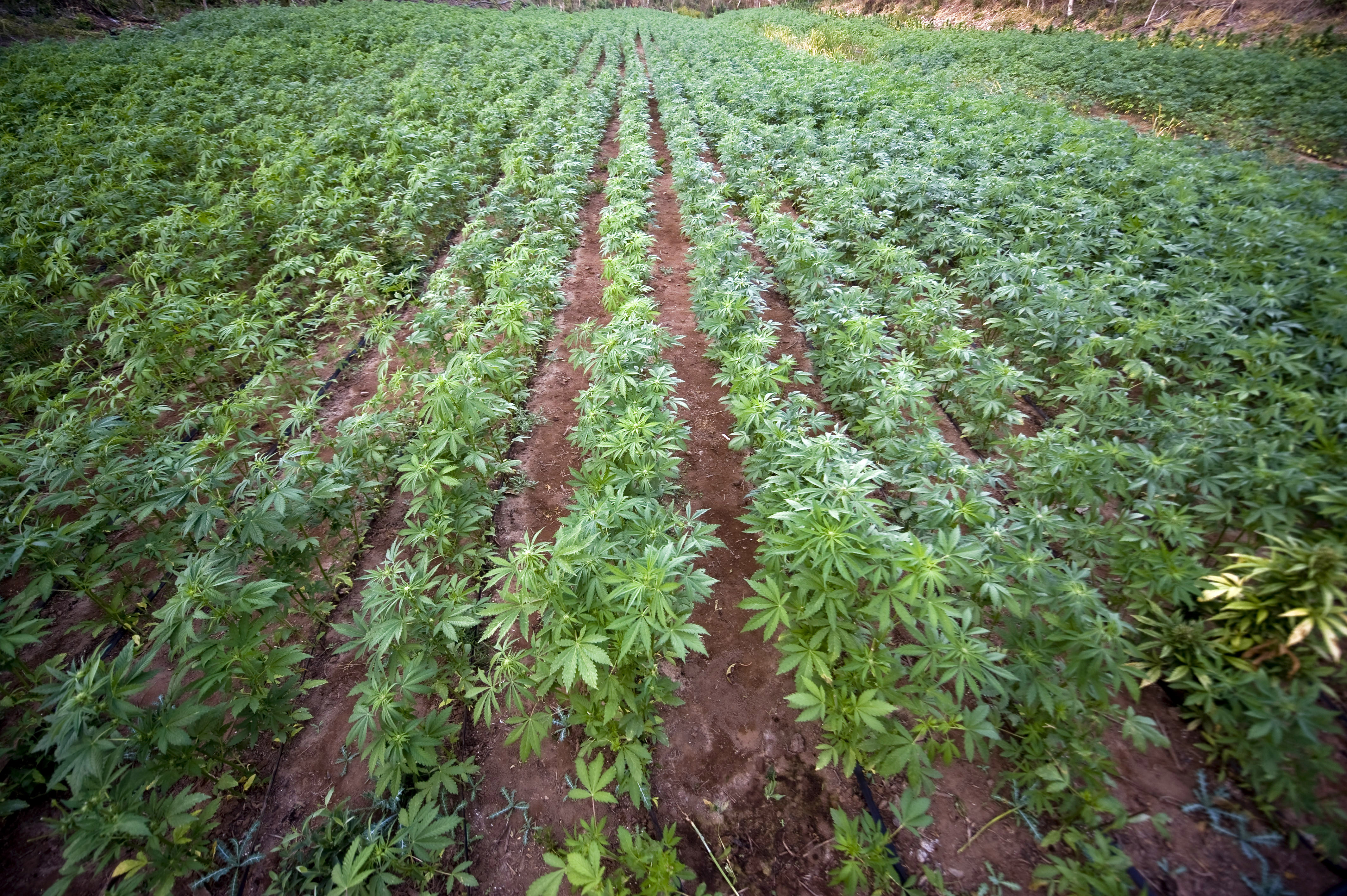 выращивание марихуаны в поле