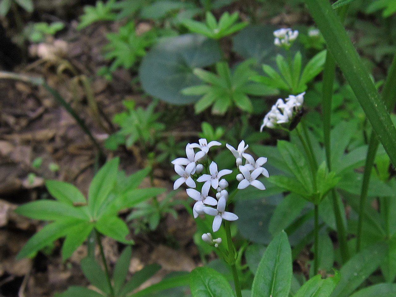 Подмаренник Galium odoratum (Asperula)