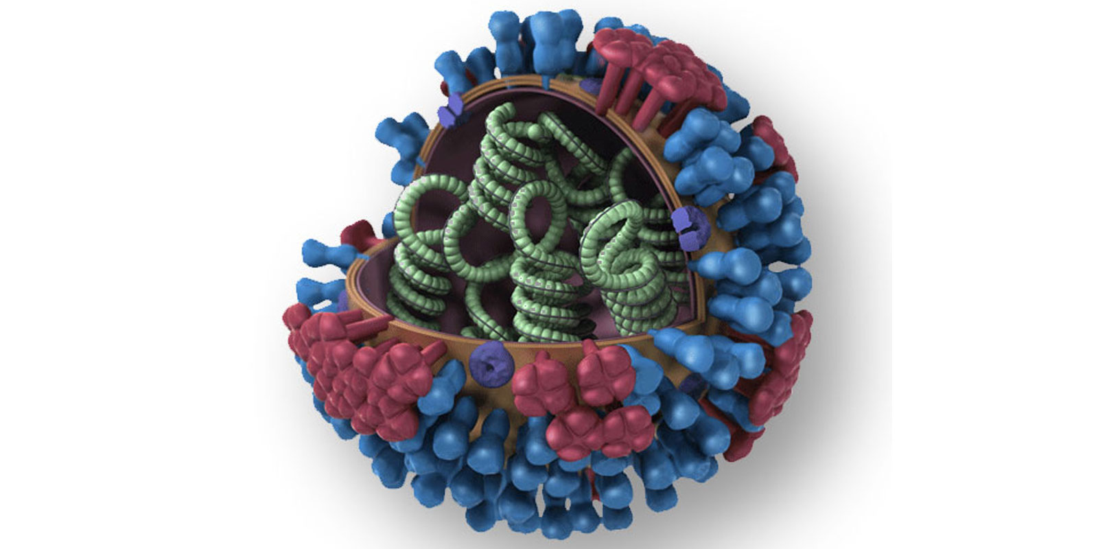 Белки вируса гриппа. Вирус гриппа. Строение вируса гриппа. Клетка вируса гриппа. Вирус гриппа рисунок.
