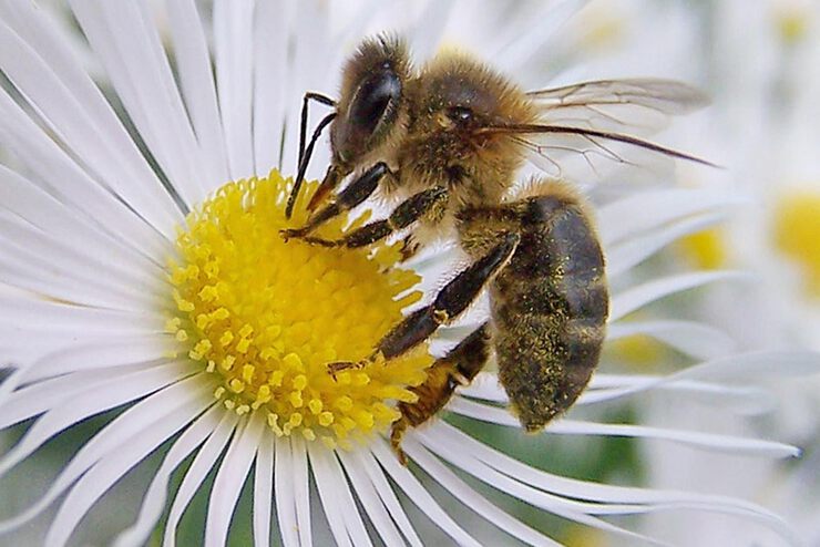 рейтинг книг по пчеловодству