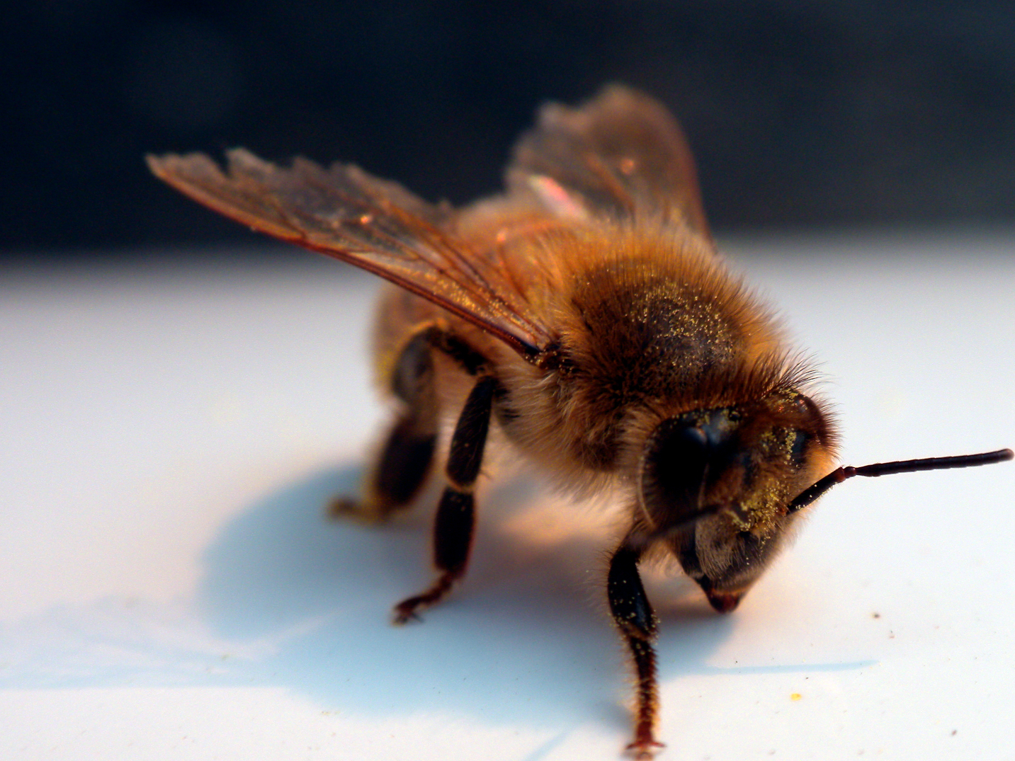 Домашние насекомые пчелы. Занбури асал. Пчела-1т. Человек пчела.