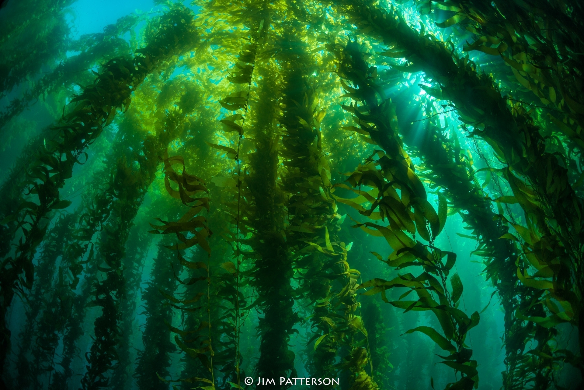 Океанические водоросли. Келп бурая водоросль. Бурые водоросли ламинария. Водоросли келп ламинариевые. Ламинария зеленая водоросль.