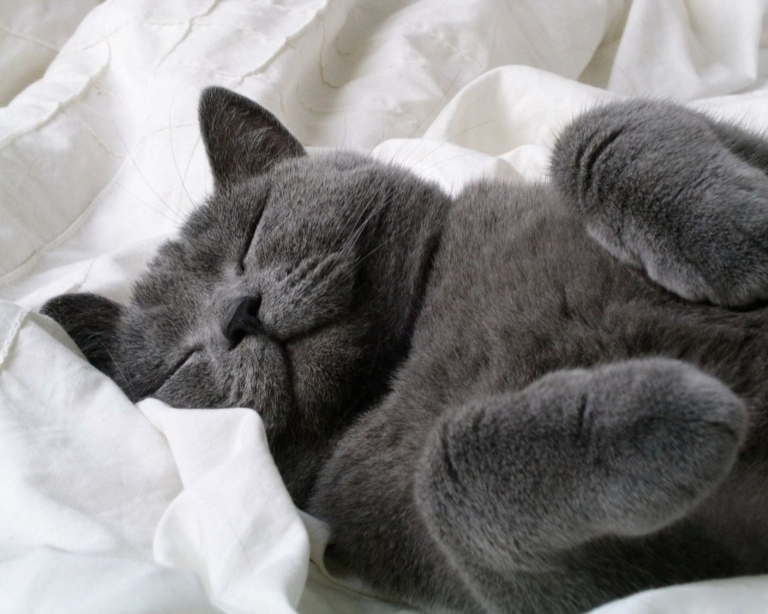 Крошки во сне. Спящий кот. Спящие котики. Спящий британский кот.