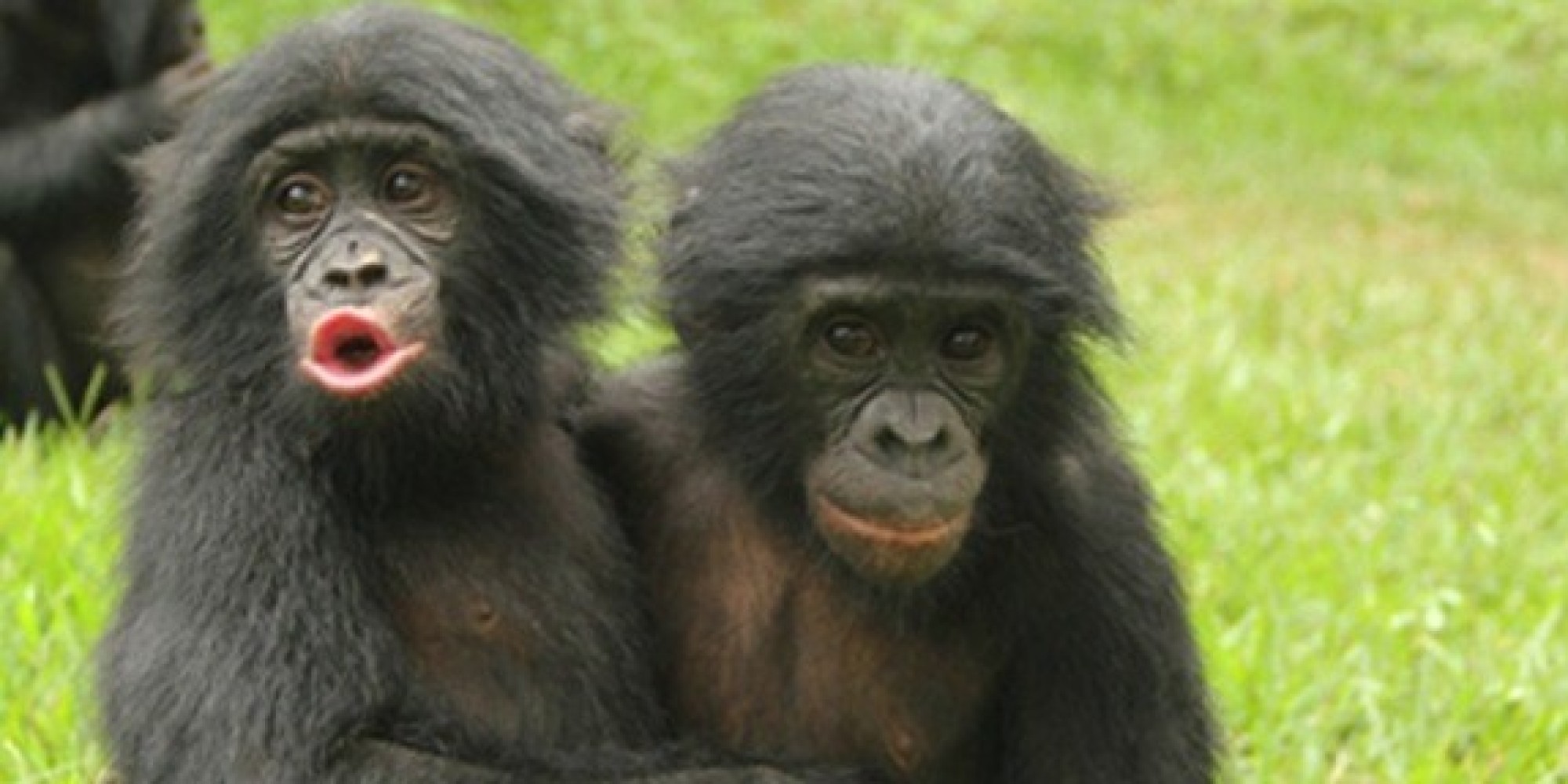 Забавный шимпанзе как правильно. Обезьяны обнимаются. Две обезьяны. Смешные обезьяны. Две макаки.