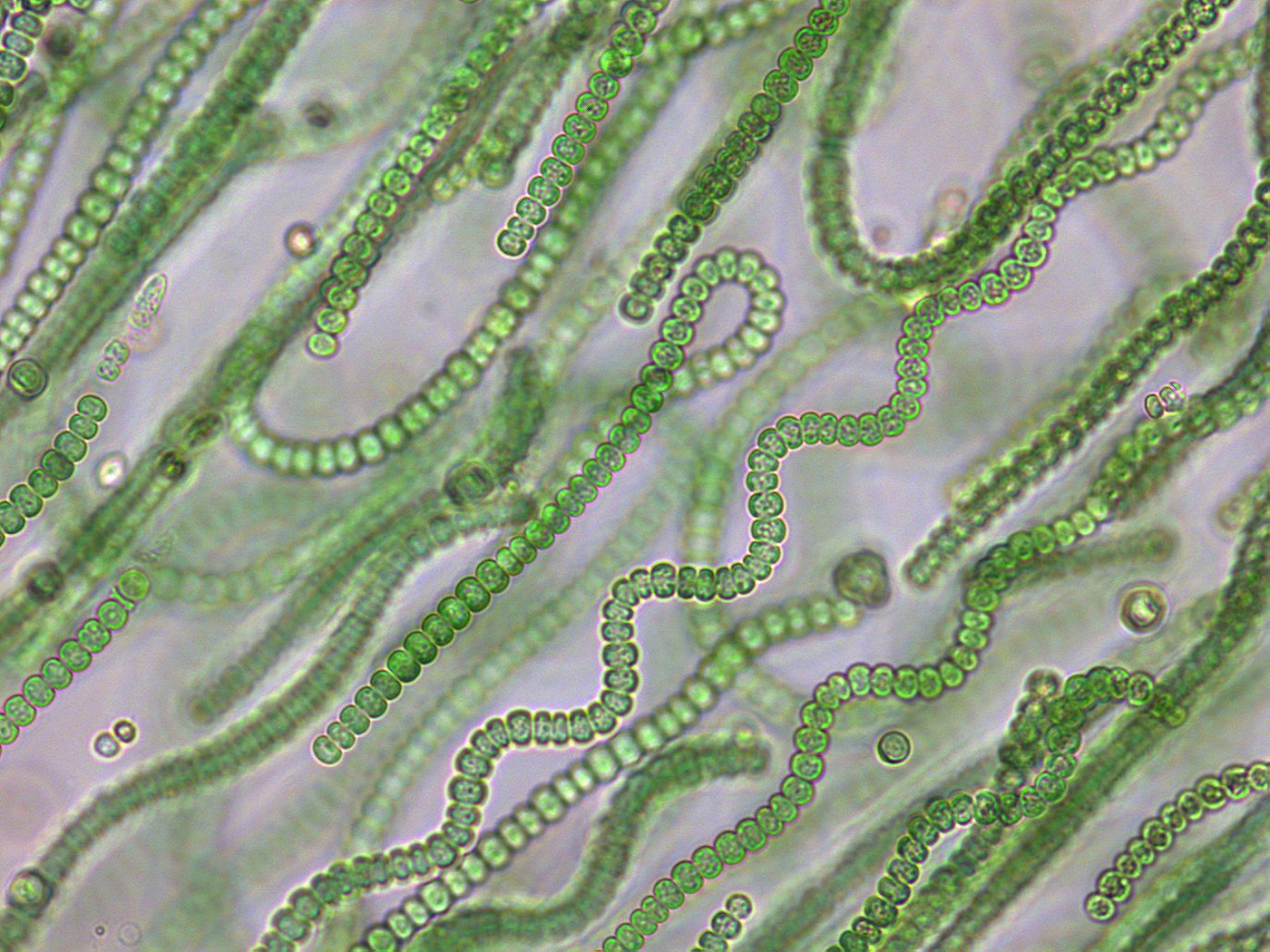 Бактерия водоросль простейшие. Синезелёные водоросли цианобактерии. Цианобактерии сине-зеленые водоросли. Цианобактерии носток. Цианеи сине зеленые водоросли.