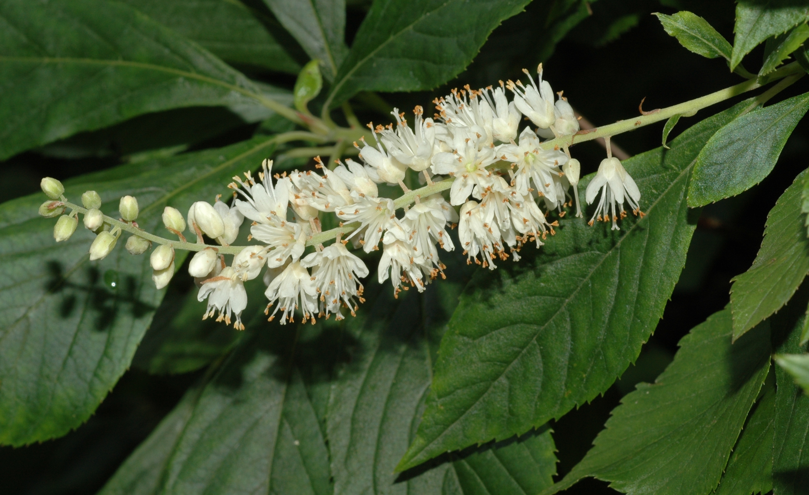 Clethra alnifolia