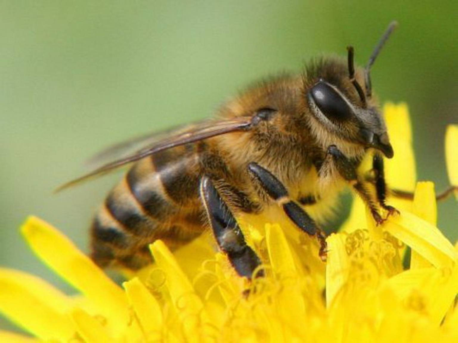 Пчела сегодня. Медоносная пчела. Пчела Карника. Медоносные пчёлы ульи. Медоносная пчела отряд.