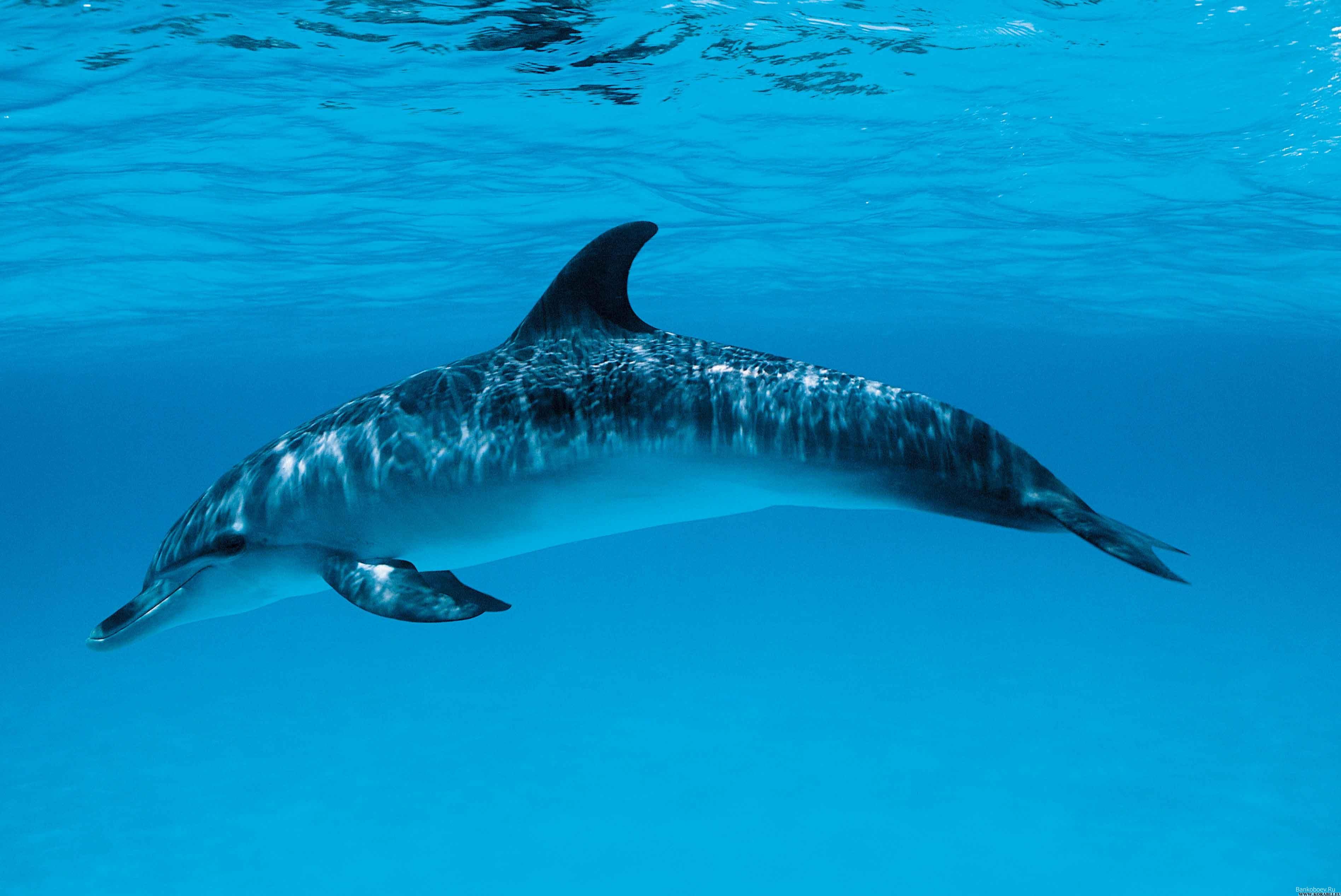 Дельфир. Дельфин белобочка. Дельфиновые (Delphinidae). Валпайпер Дельфин. Дельфины в море.