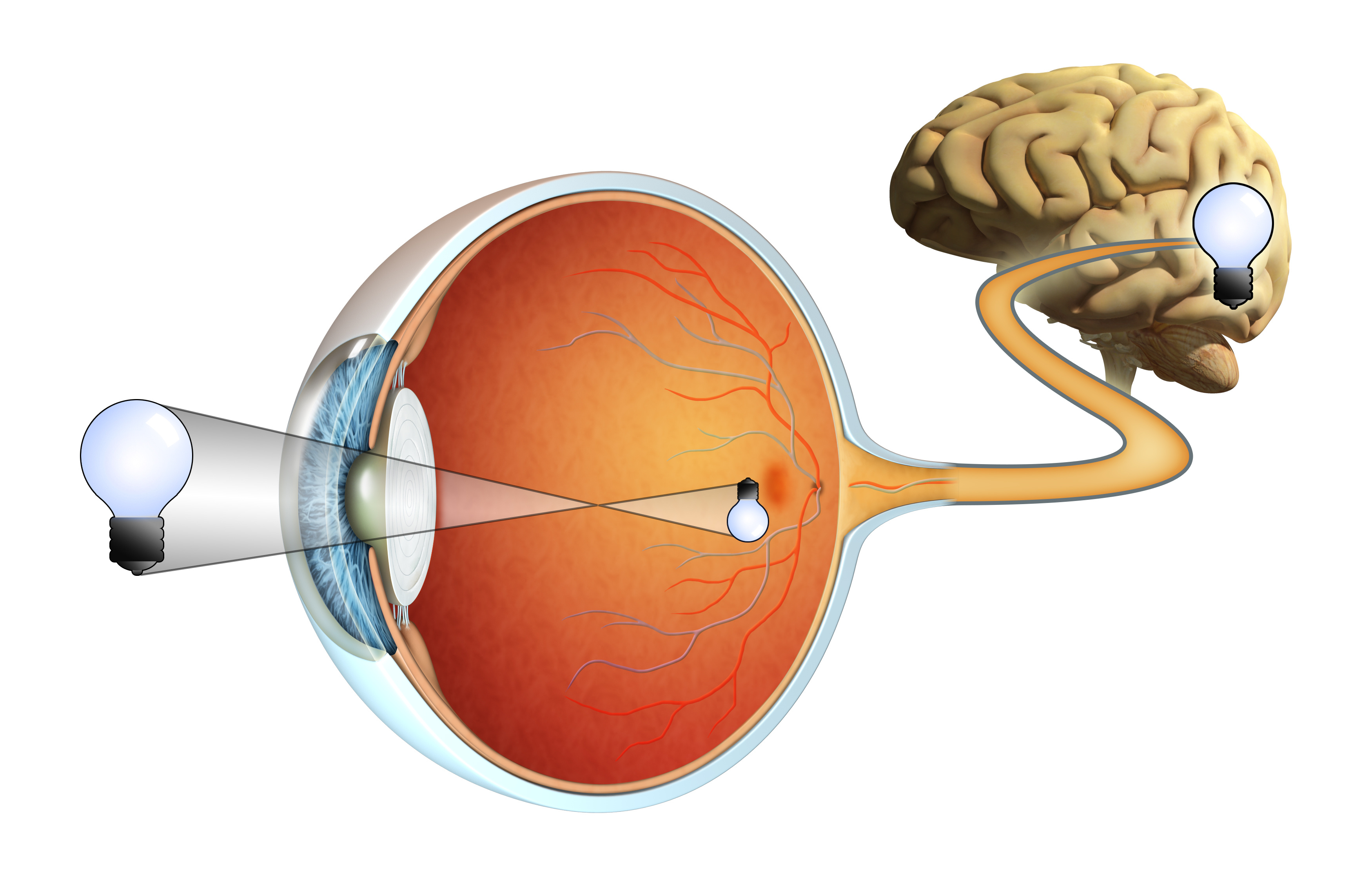 Мы видим мозгом. Зрительный нерв глаза анатомия. Зрительный анализатор сетчатка. Bulbus Oculi. Строение глаза с сетчаткой и зрительным нервом.