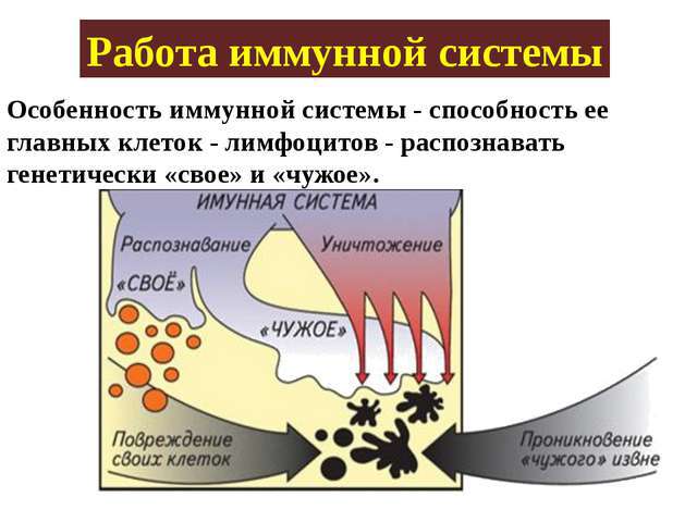 Укрепление иммунитета картинки