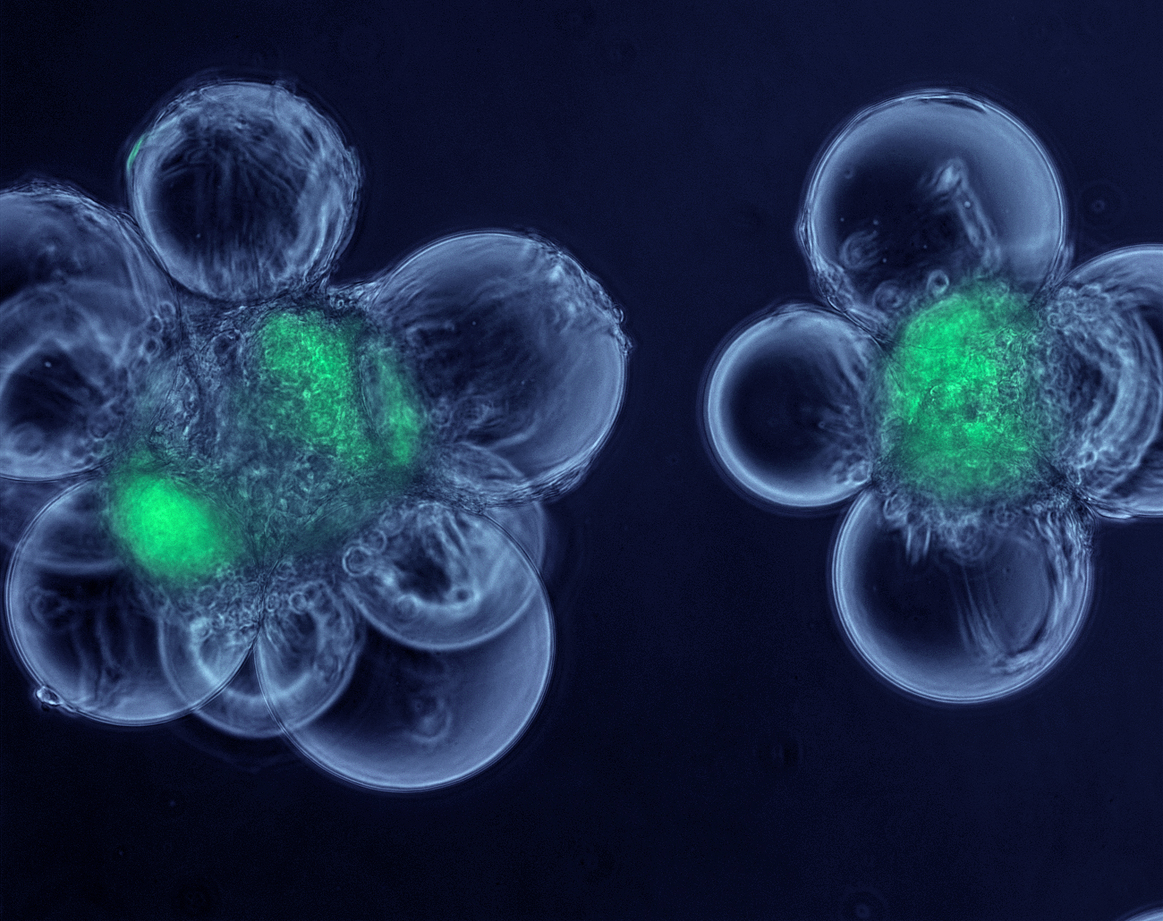 Реконструкция клеток методы. Гибридизация клеток клеточная инженерия. Миобласты. Миобласты это клетки. Стволовые клетки нанотехнологии.