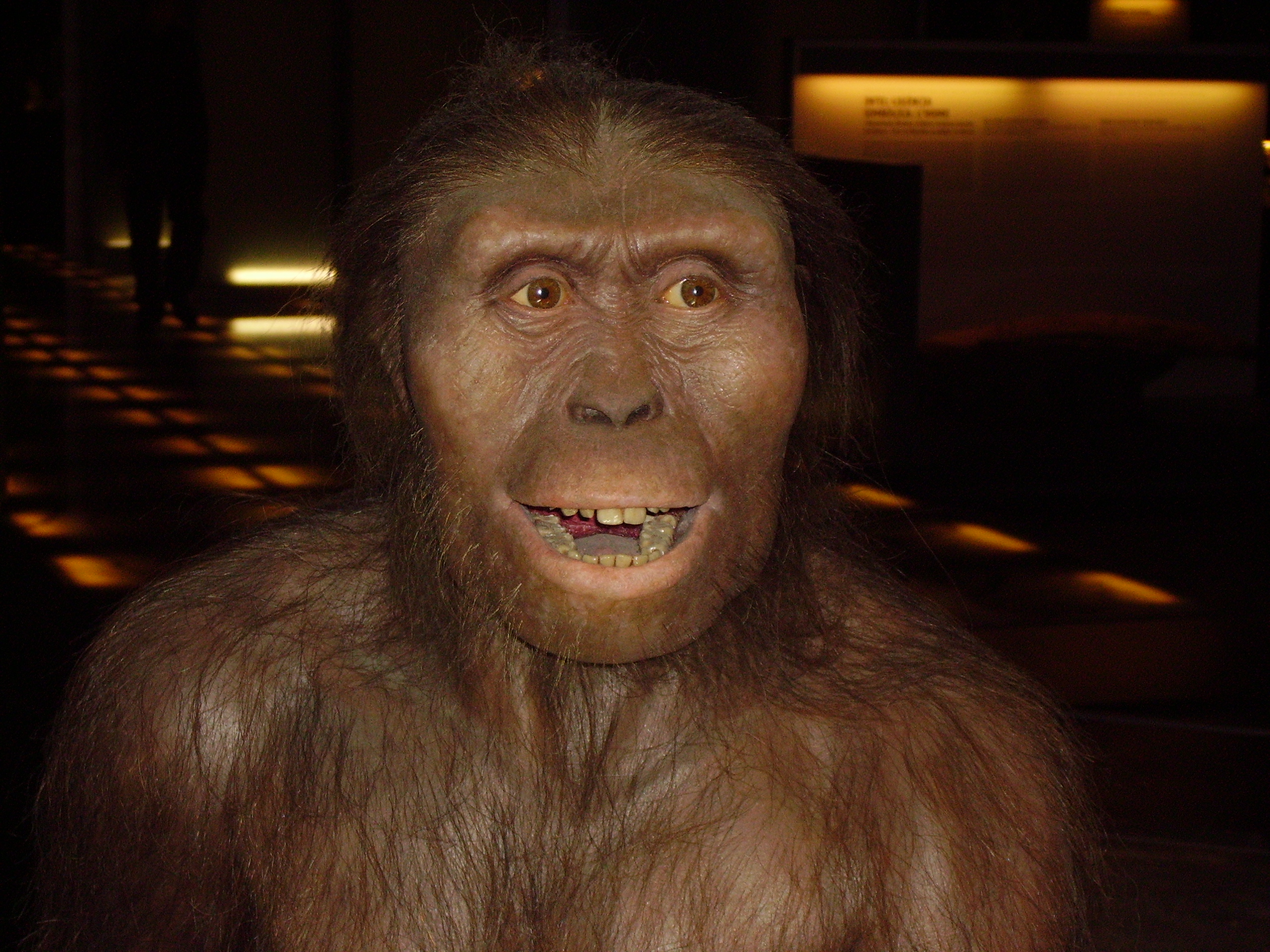 Ранние предки людей. Австралопитек афарскский. Австралопитек Эфиопский. Australopithecus Afarensis (австралопитек афарский).