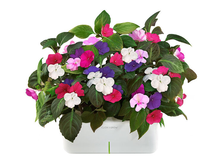 Цветок бальзамин - Дом Солнца